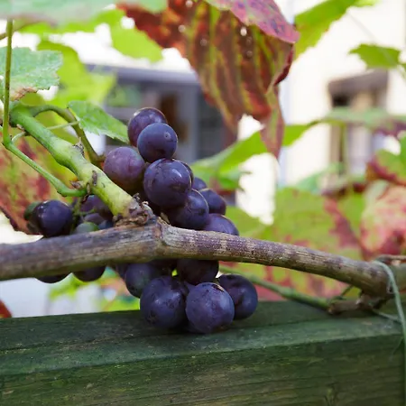 Hubertus Durrrohrsdorf